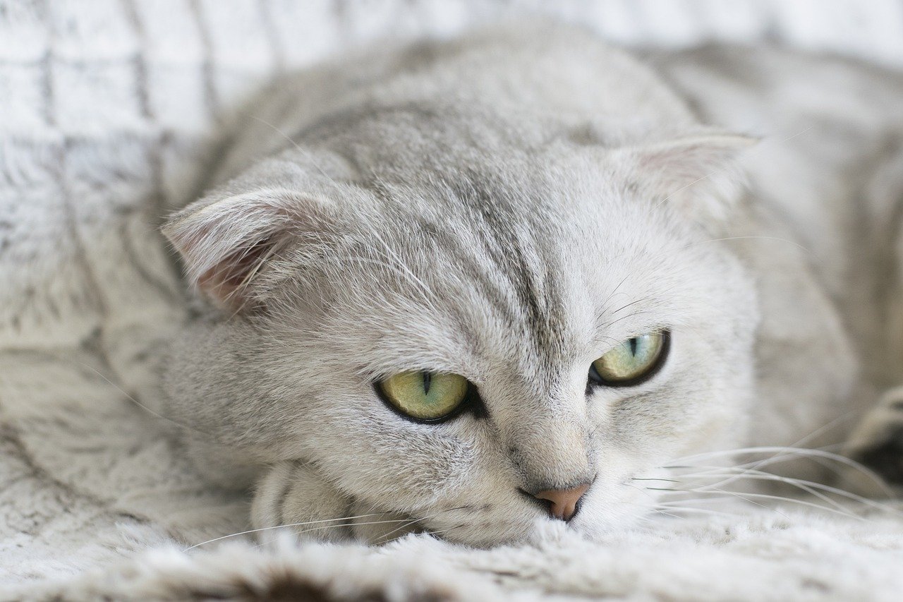 Scottish Fold: Soft-Spoken Sweetheart (image credits: pixabay)