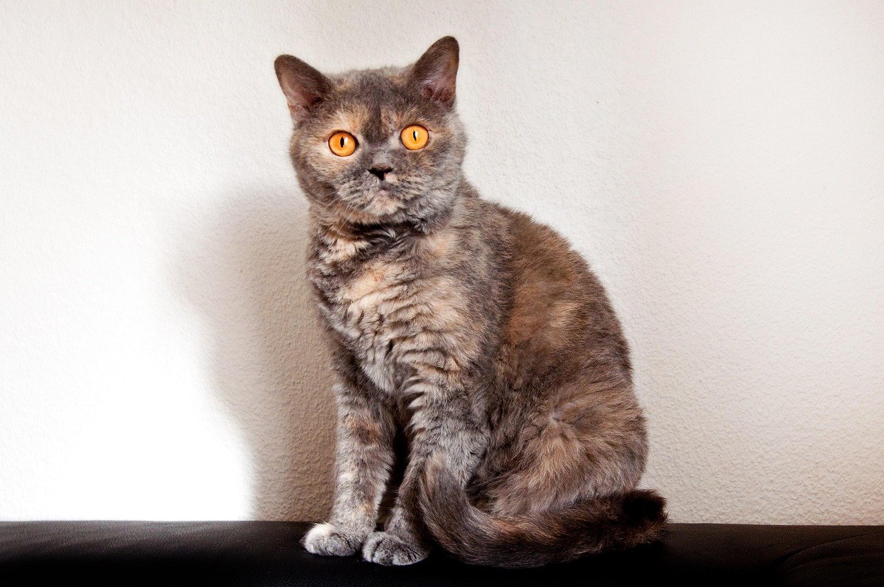 Selkirk Rex: The Relaxed Teddy Bear (image credits: pixabay)