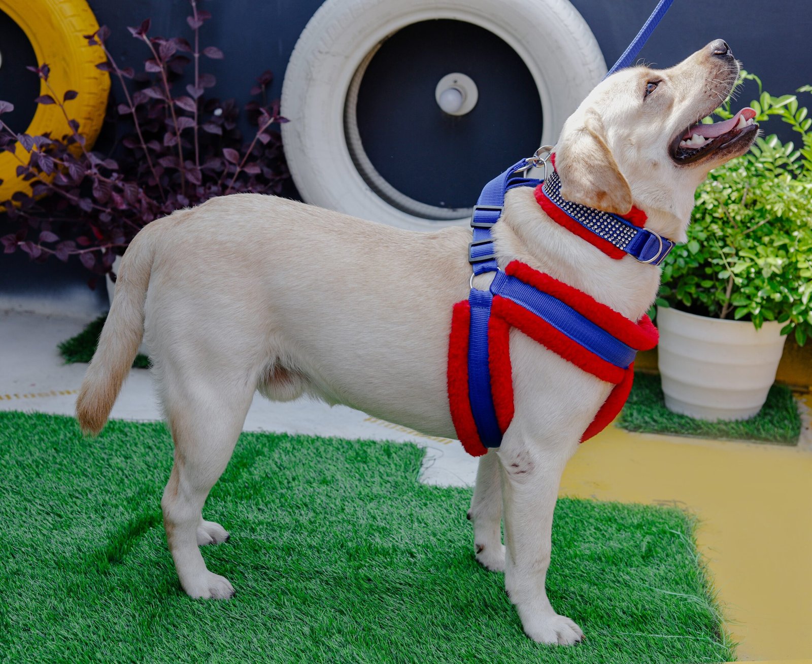 Leash, Harness, and ID Tags (image credits: wikimedia)