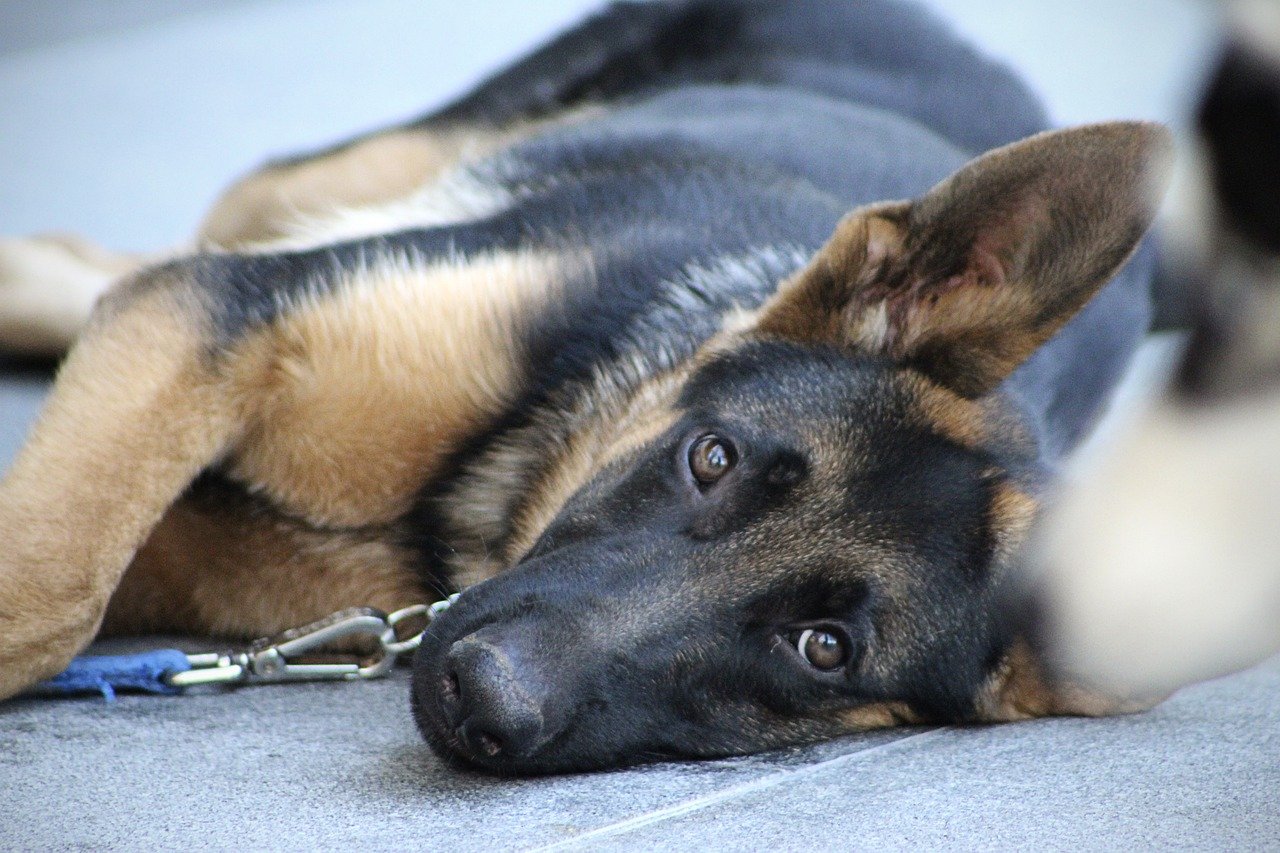 Using Harsh Discipline or Yelling (image credits: pixabay)