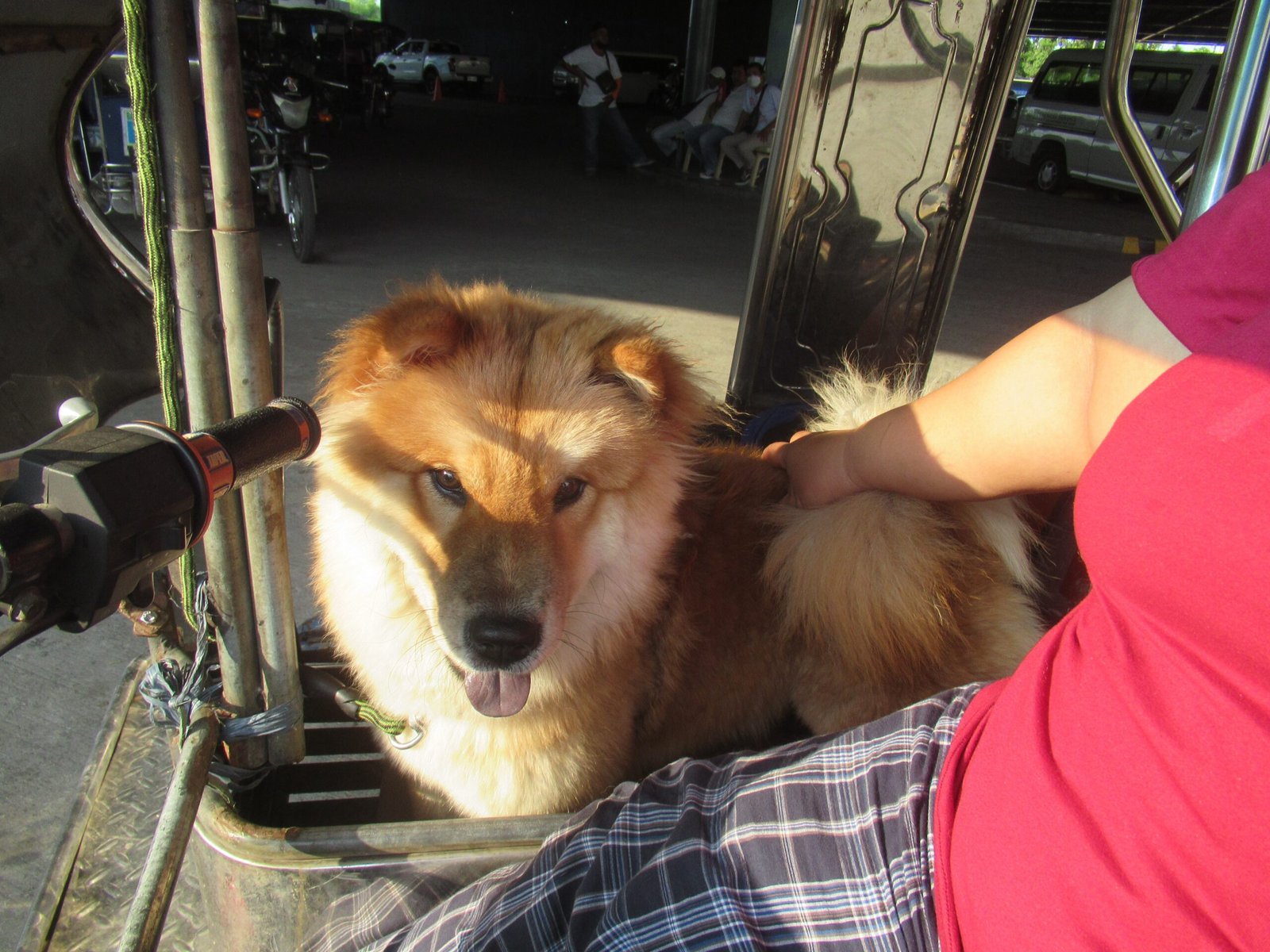 Children and Other Pets: Are Chow Chows Family-Friendly? (image credits: wikimedia)