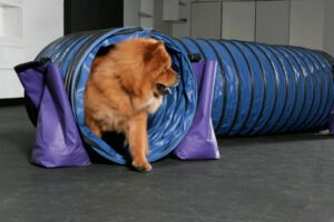 Are Chow Chows Right for First-Time Dog Owners?