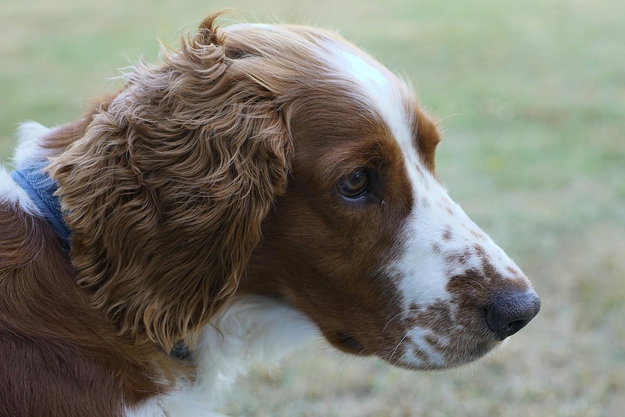 K9 Sasha: The Fire Investigation Prodigy (image credits: pixabay)