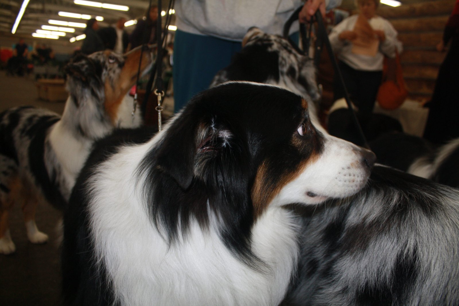 Australian Shepherd: The Energetic Team Player (image credits: wikimedia)