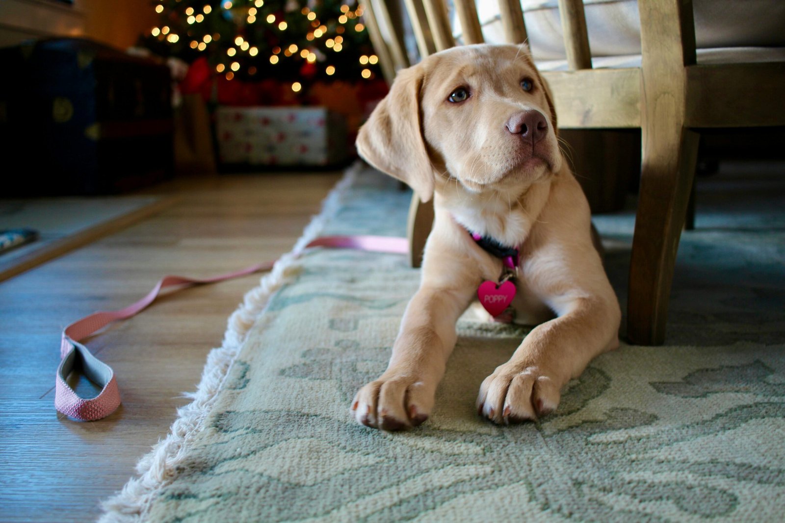 Teaching Your Dog to Settle on Command (image credits: wikimedia)