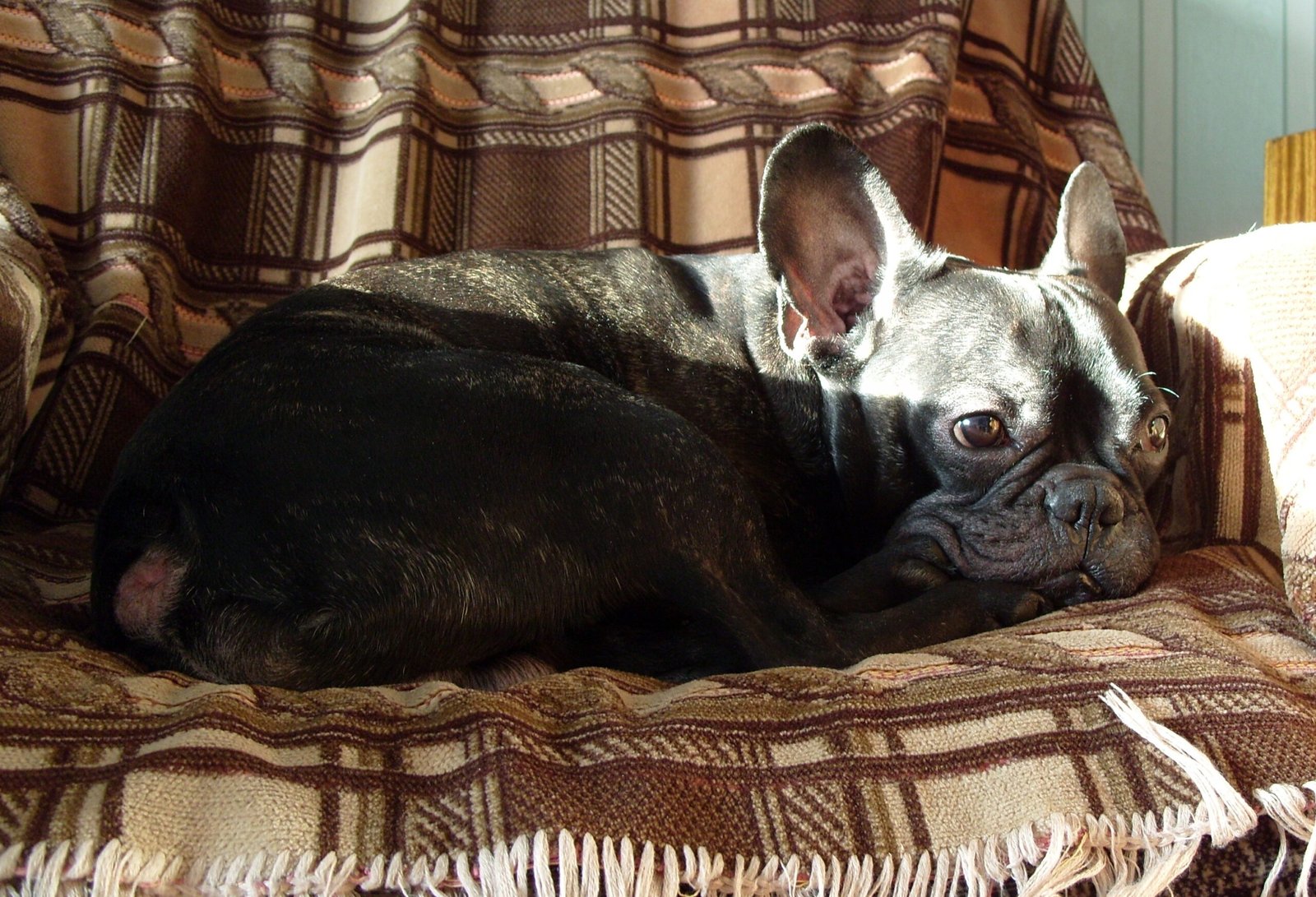 Bulldog: The Lovable But Unyielding Couch Potato (image credits: wikimedia)