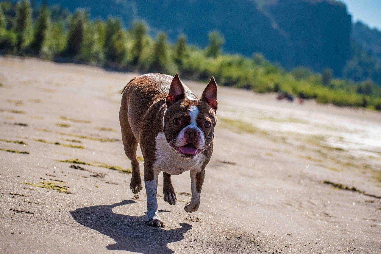 Boston Terrier: The Playful Contrarian (image credits: pixabay)
