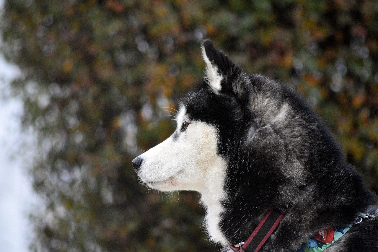 Siberian Husky: The Headstrong Escape Artist (image credits: pixabay)