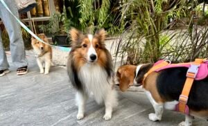 12 Dog Breeds With a Stubborn Streak You Can’t Ignore