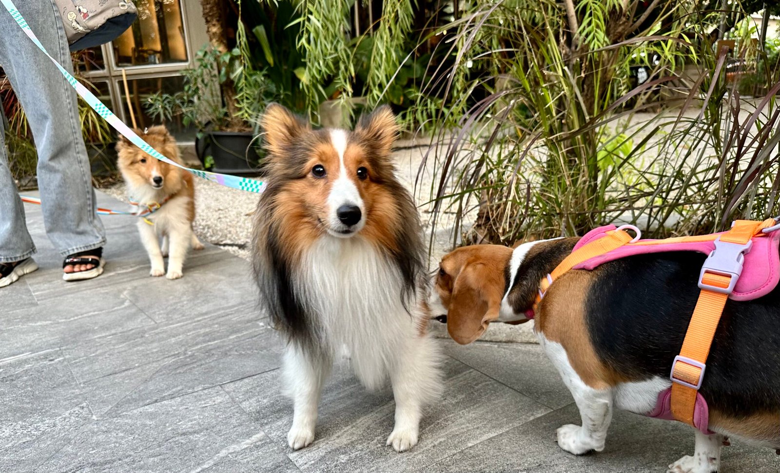 12 Dog Breeds With a Stubborn Streak You Can’t Ignore