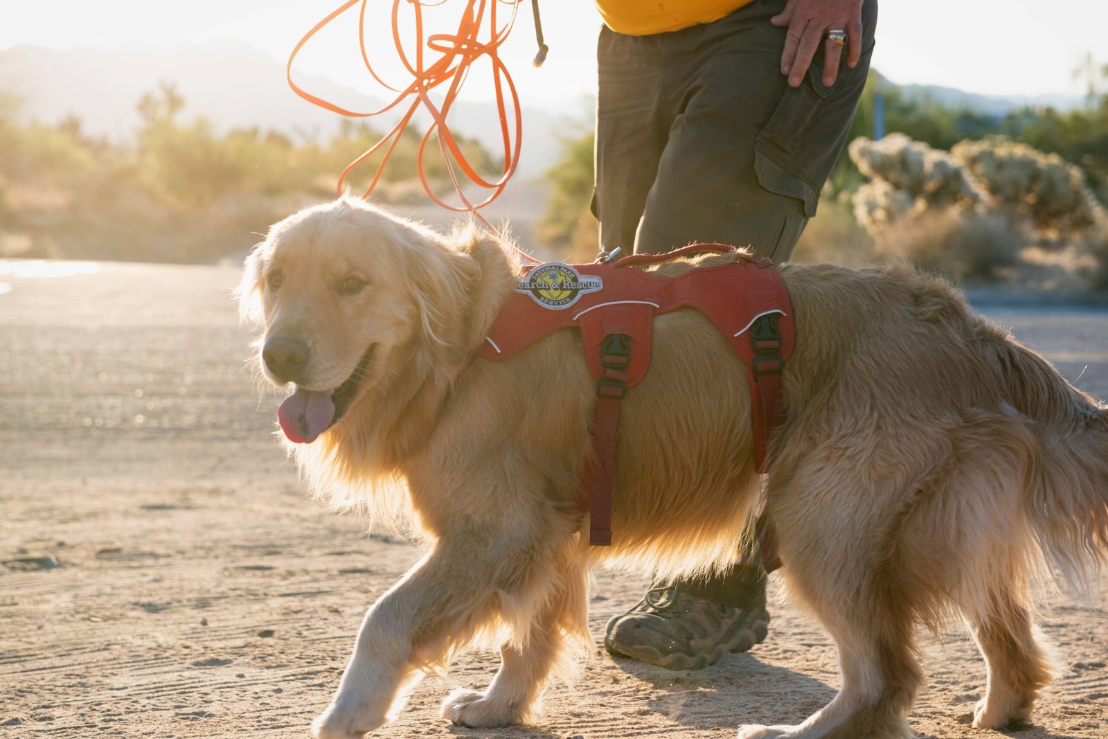Golden Retriever: The Joyful Companion (image credits: wikimedia)