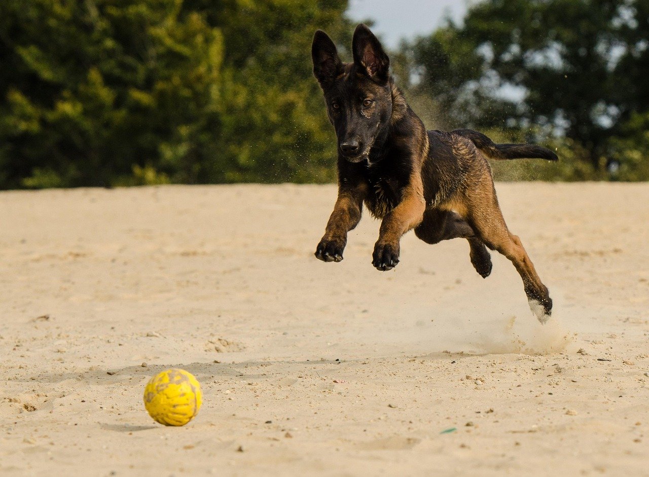 Belgian Malinois: The Fearless Pathfinder (image credits: pixabay)