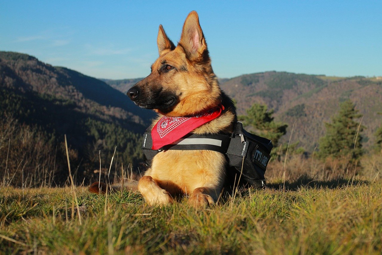 German Shepherd: Loyal Emotional Protectors (image credits: pixabay)