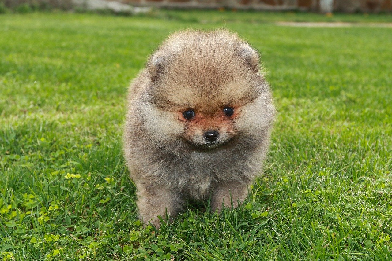 Pomeranian: The Fluffy Firecracker (image credits: pixabay)