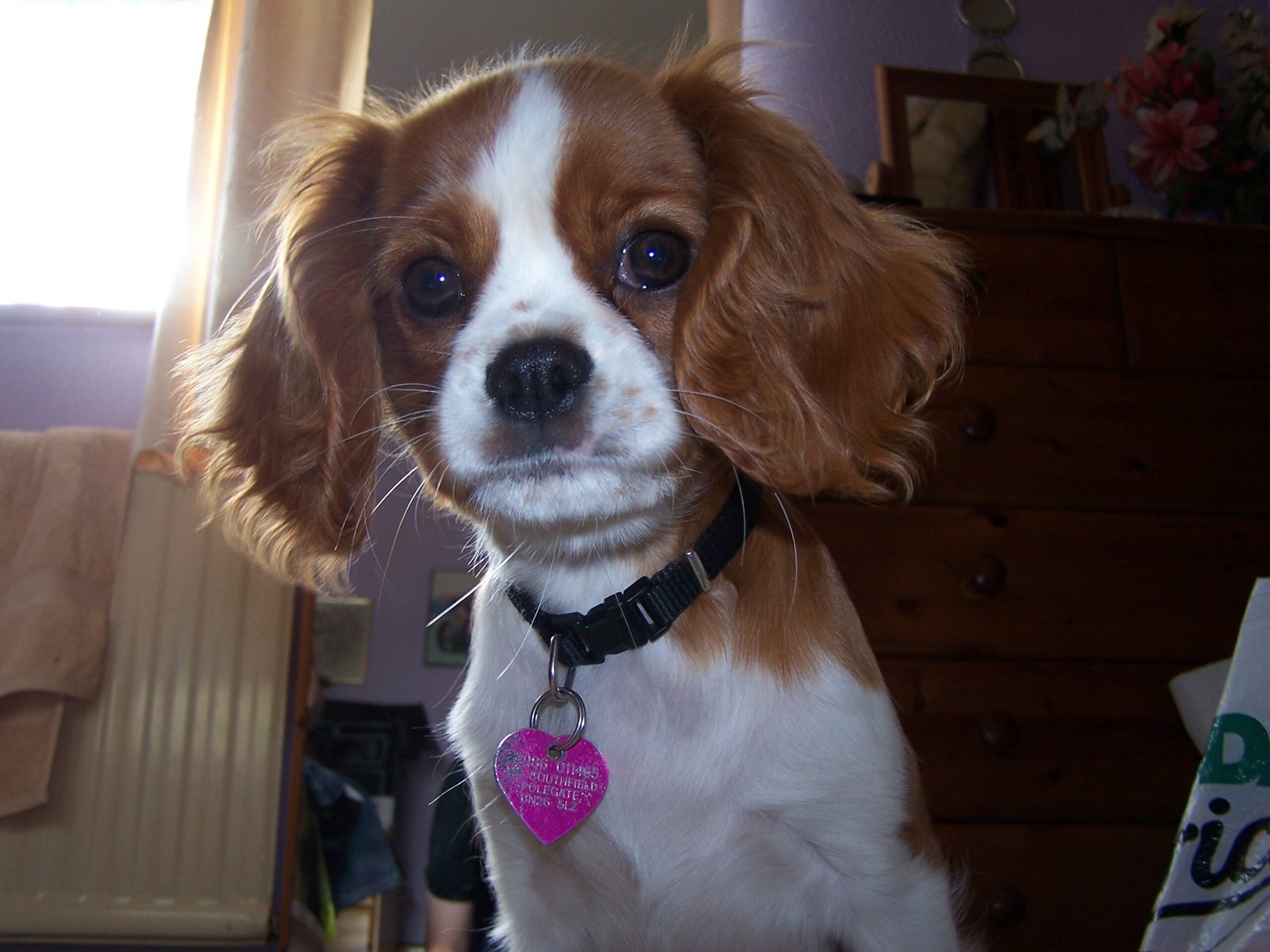 Cavalier King Charles Spaniel: The Charming Companion (image credits: wikimedia)