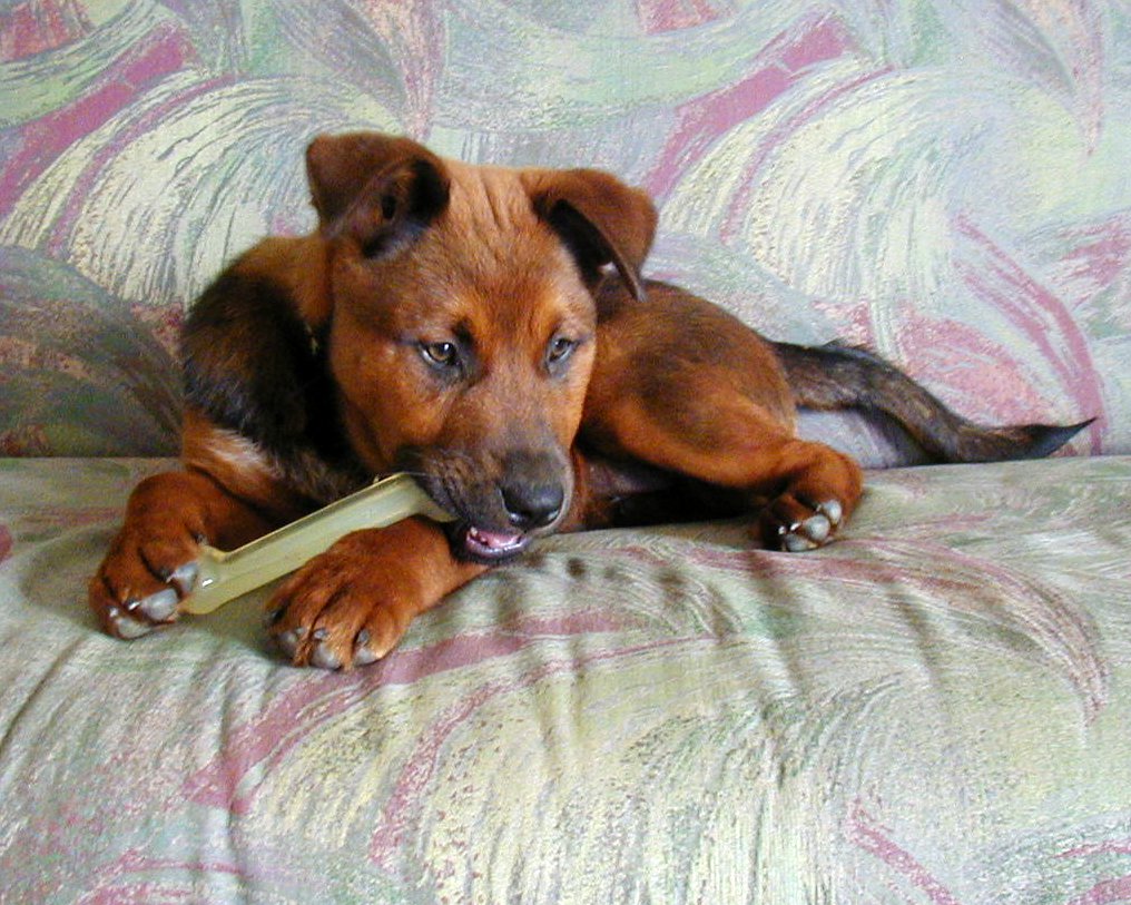 Destructive Chewing (image credits: wikimedia)