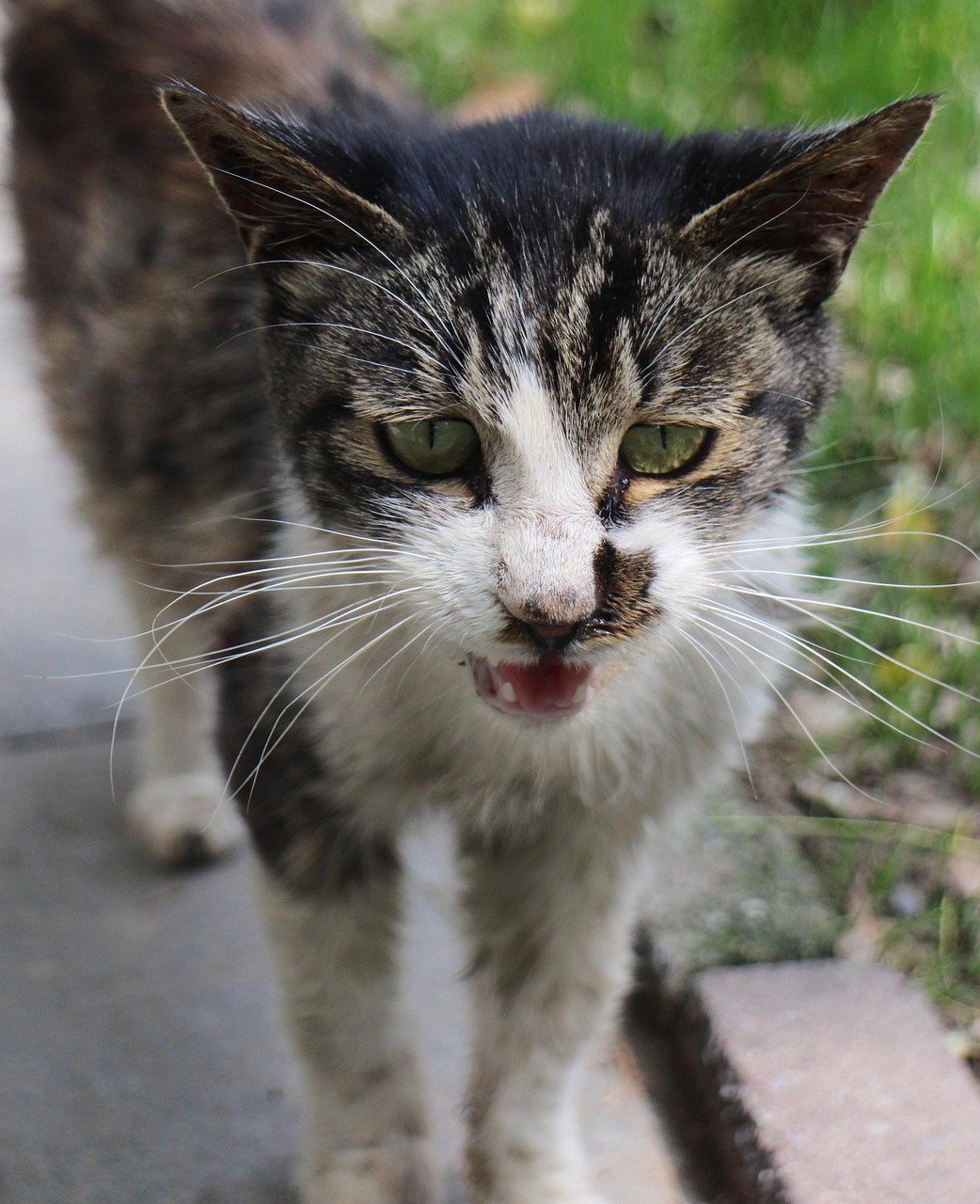 5. Increased Vocalization (image credits: pixabay)