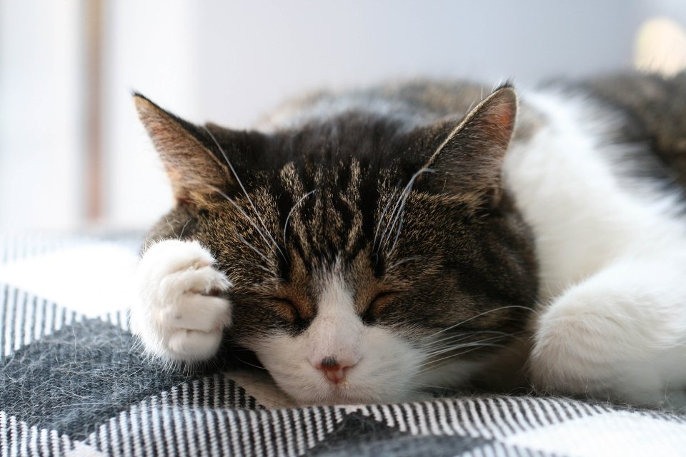 12. Changes in Sleeping Patterns (image credits: stocksnap)