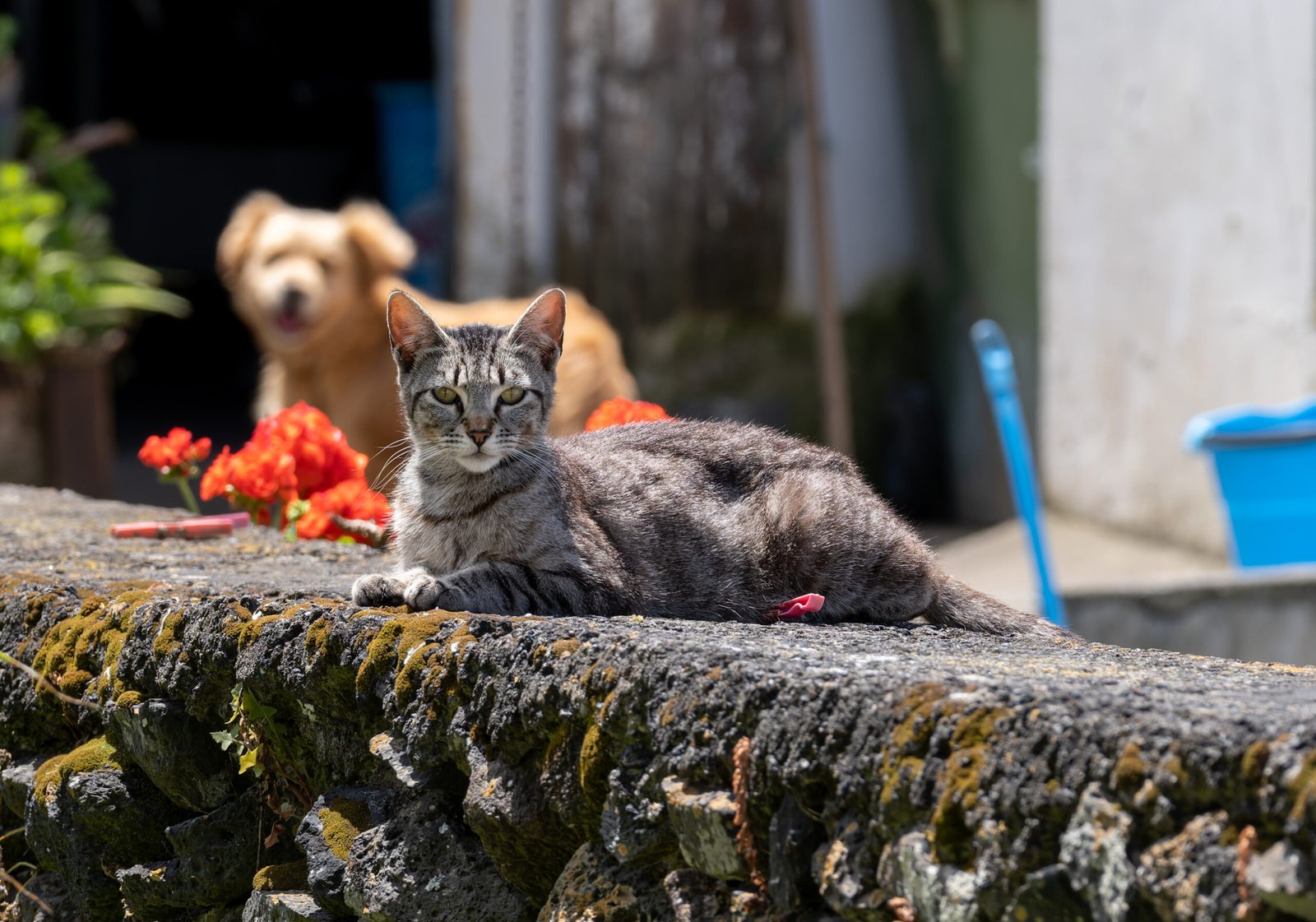 Adopt a Cat Companion (image credits: wikimedia)