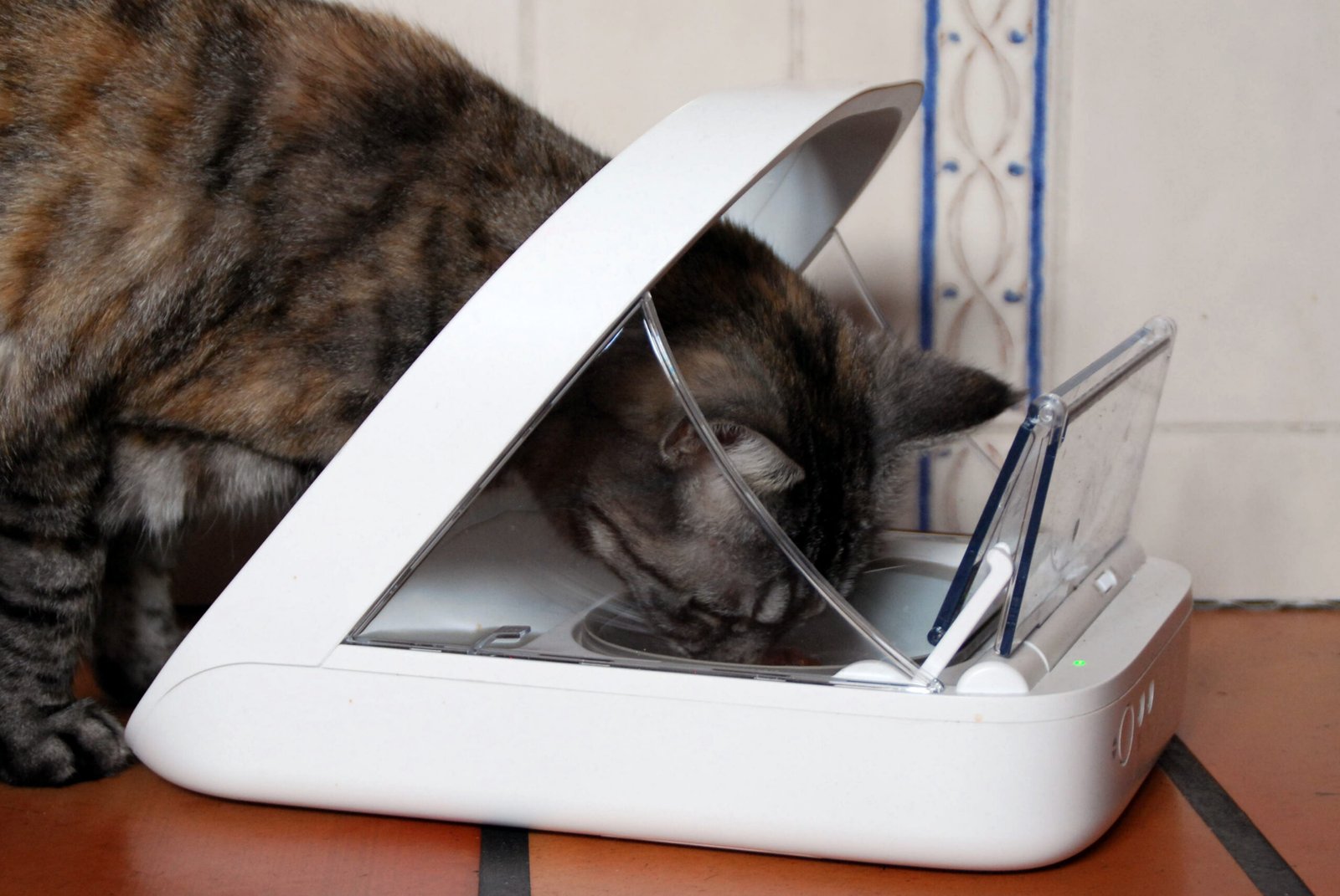 Use Automated Feeders for Mealtimes (image credits: wikimedia)