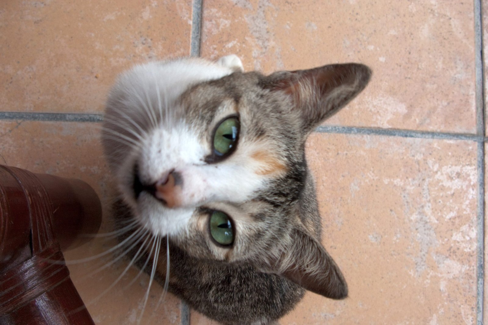 Set Up a Cat Camera for Remote Interaction (image credits: wikimedia)