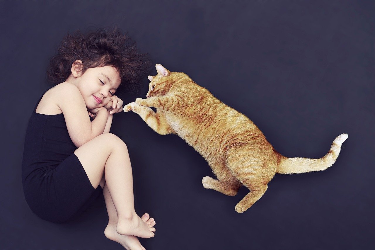 Arrange for a Cat Sitter or Friendly Visitor (image credits: pixabay)