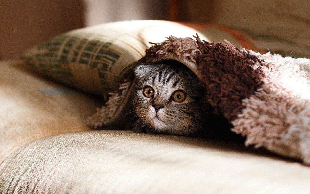 Leave Behind Scented Items (image credits: pixabay)