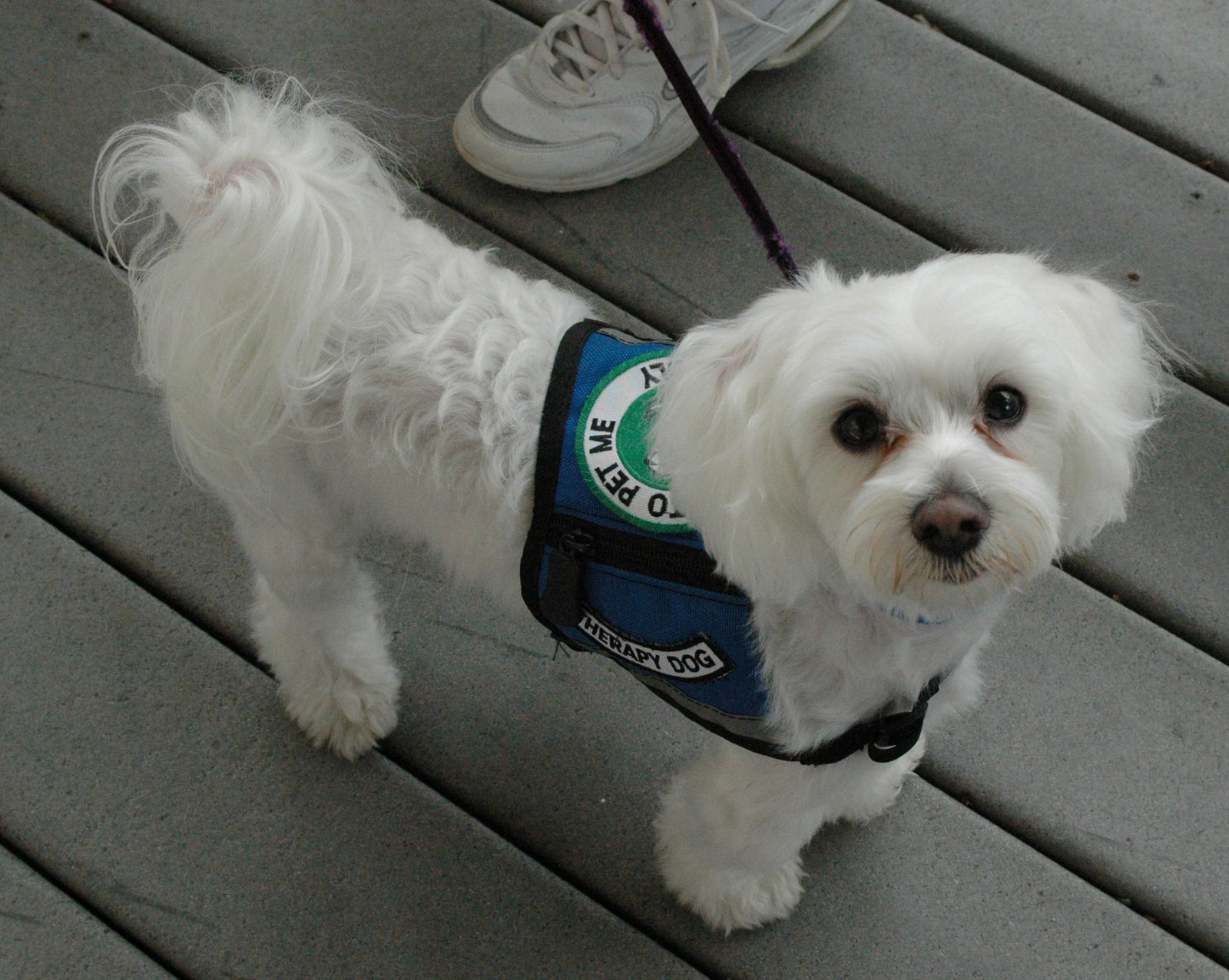 Bichon Frise (image credits: wikimedia)