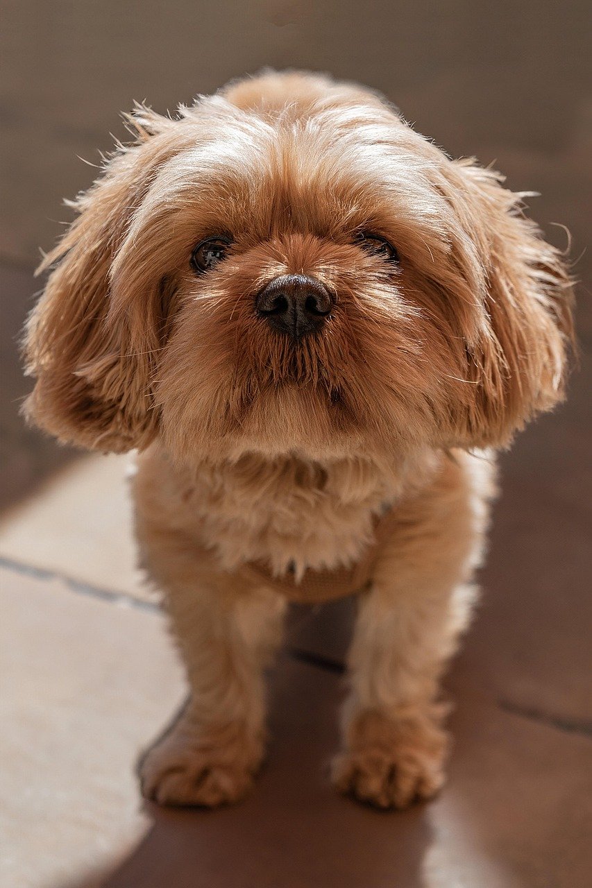 Incredible Loyalty and Affection (image credits: pixabay)