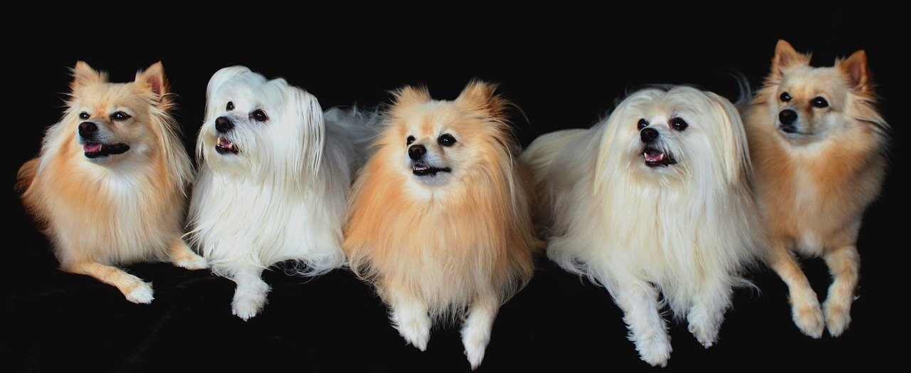 Personality: Bold or Bouncy? (image credits: pixabay)