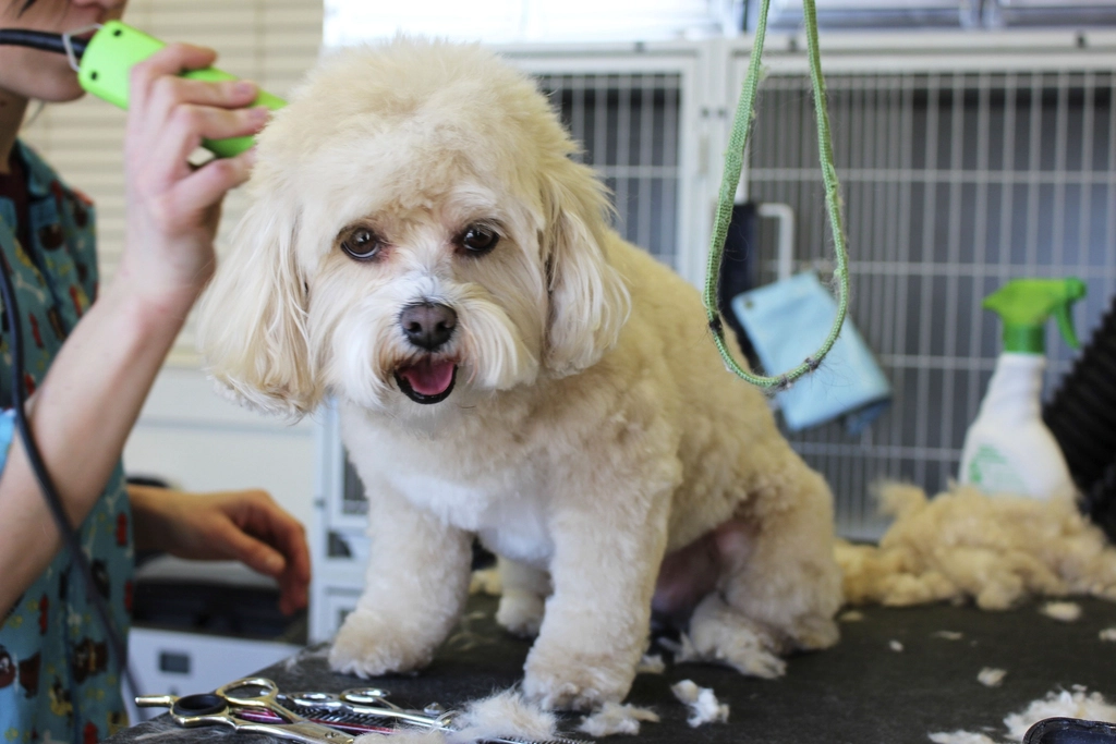 Grooming: Low Maintenance or Fluffy Challenge? (image credits: rawpixel)