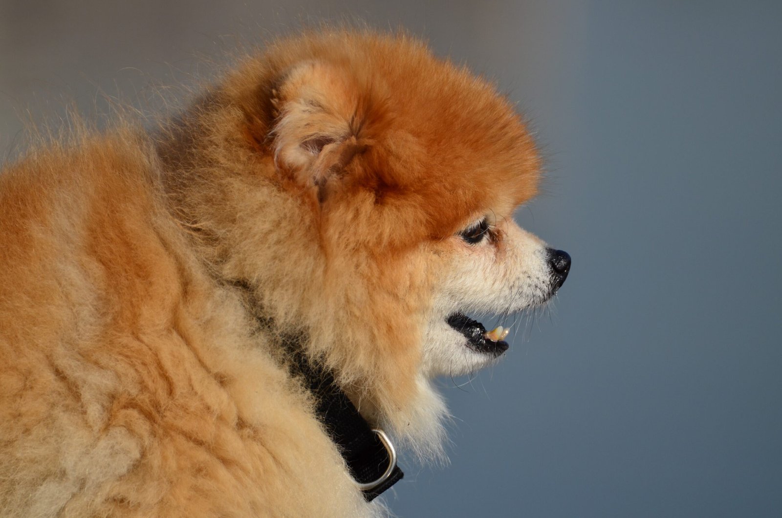 Trainability and Intelligence (image credits: wikimedia)