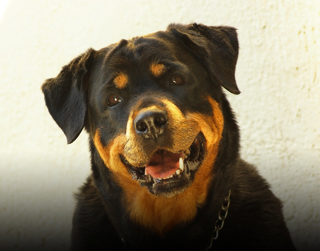 The Unmistakable Rottie Grin (image credits: rawpixel)
