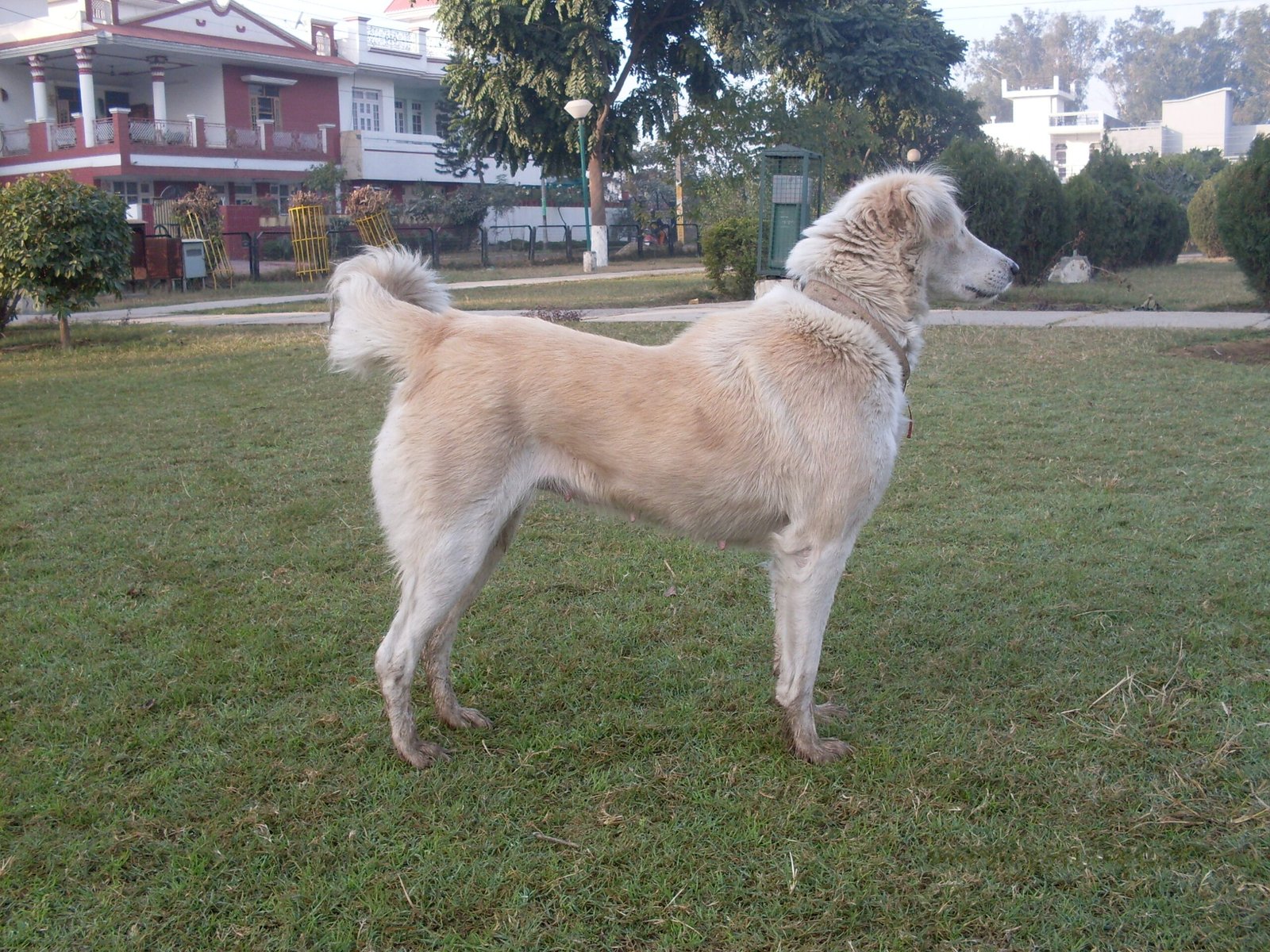 Subtle Body Language: More Than a Wagging Tail (image credits: wikimedia)