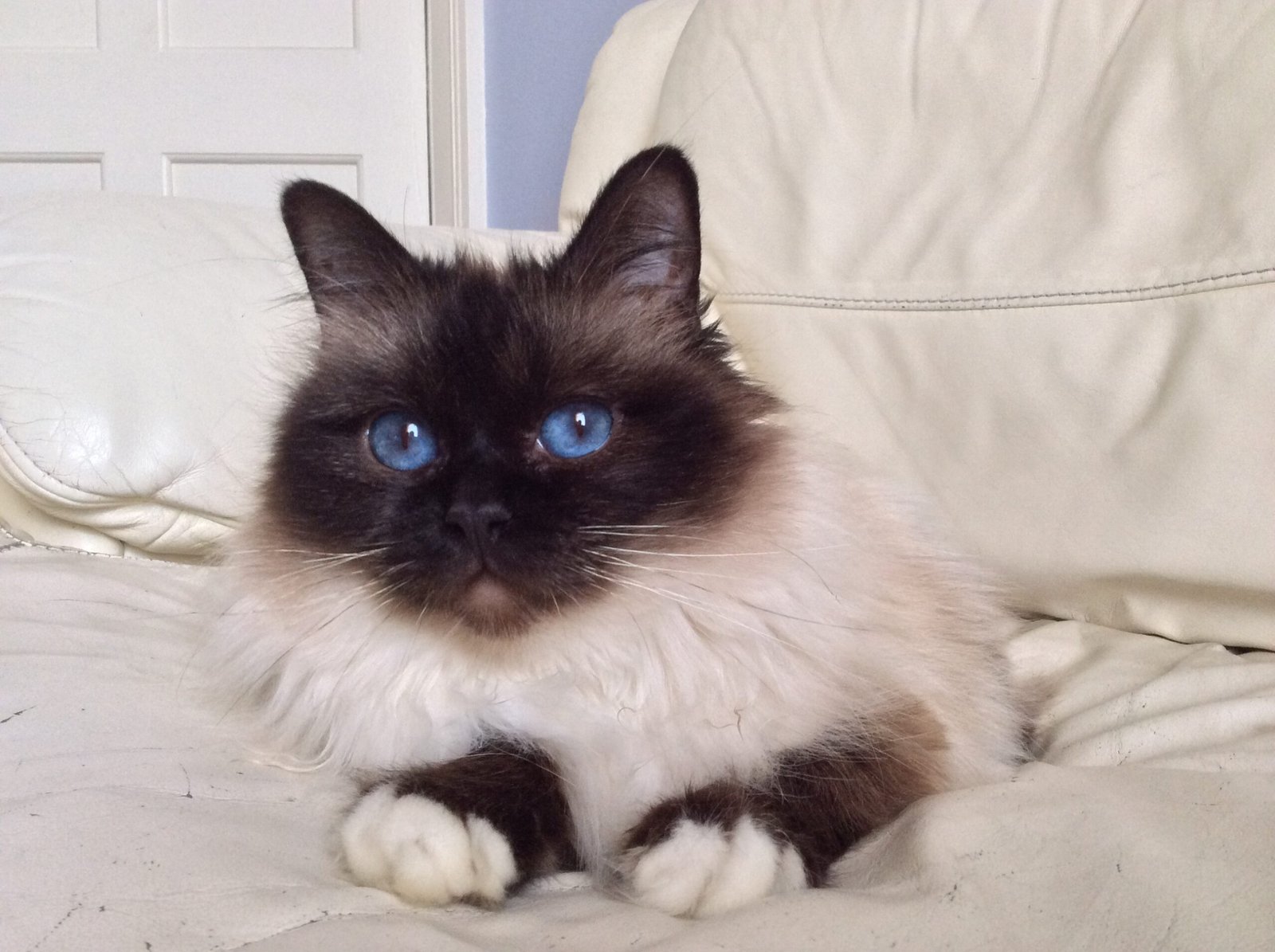 Birman: The Blue-Eyed Cuddle Bug (image credits: wikimedia)