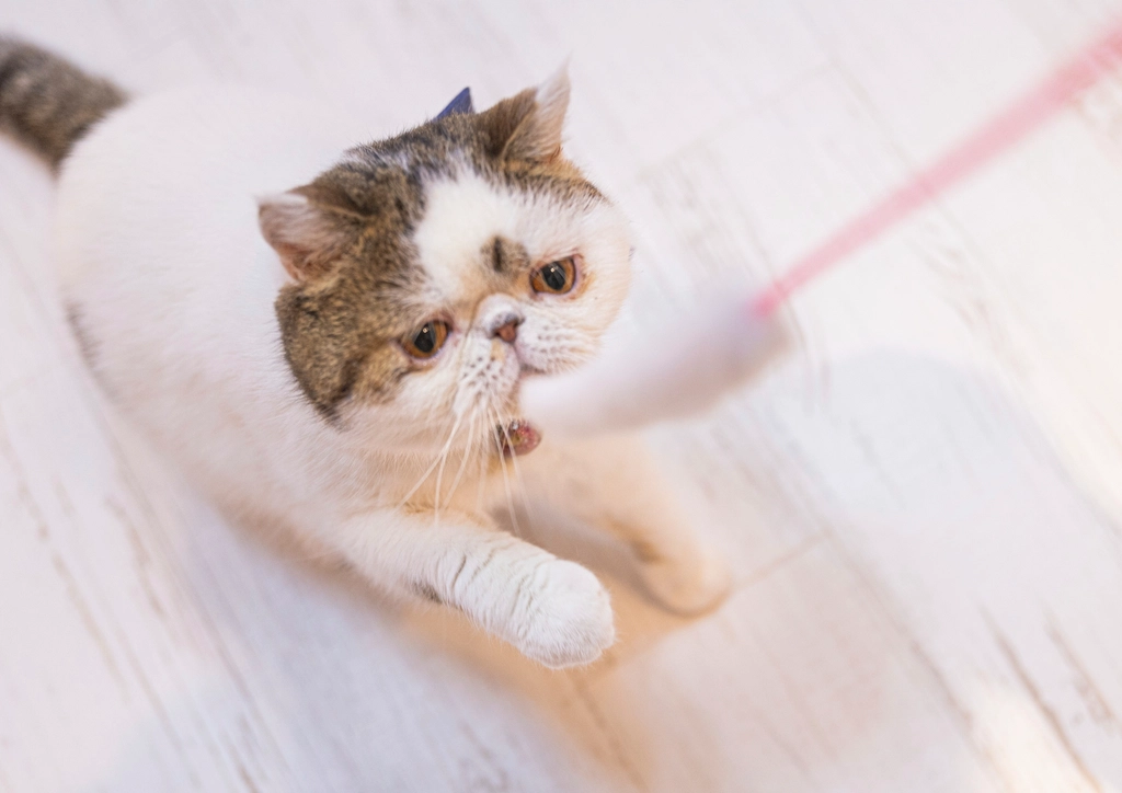 Exotic Shorthair: The Sweet-Tempered Snuggler (image credits: rawpixel)