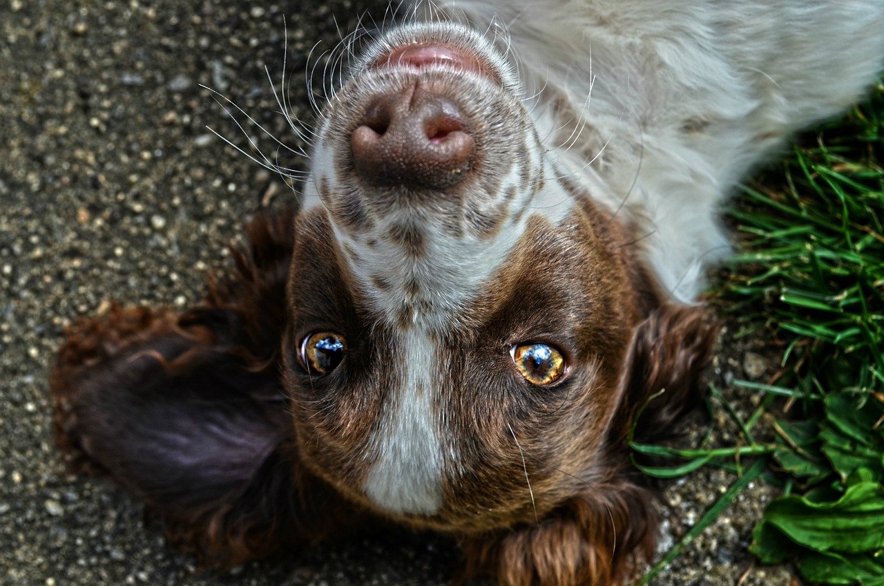 The Power of Eye Contact: Looking into Your Soul (image credits: pixabay)
