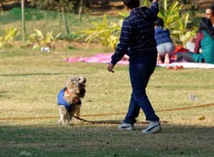 8 Key Indicators of a Healthy Dog-Human Partnership and 2 Warning Signs of Strain