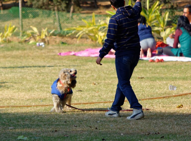 8 Key Indicators of a Healthy Dog-Human Partnership and 2 Warning Signs of Strain