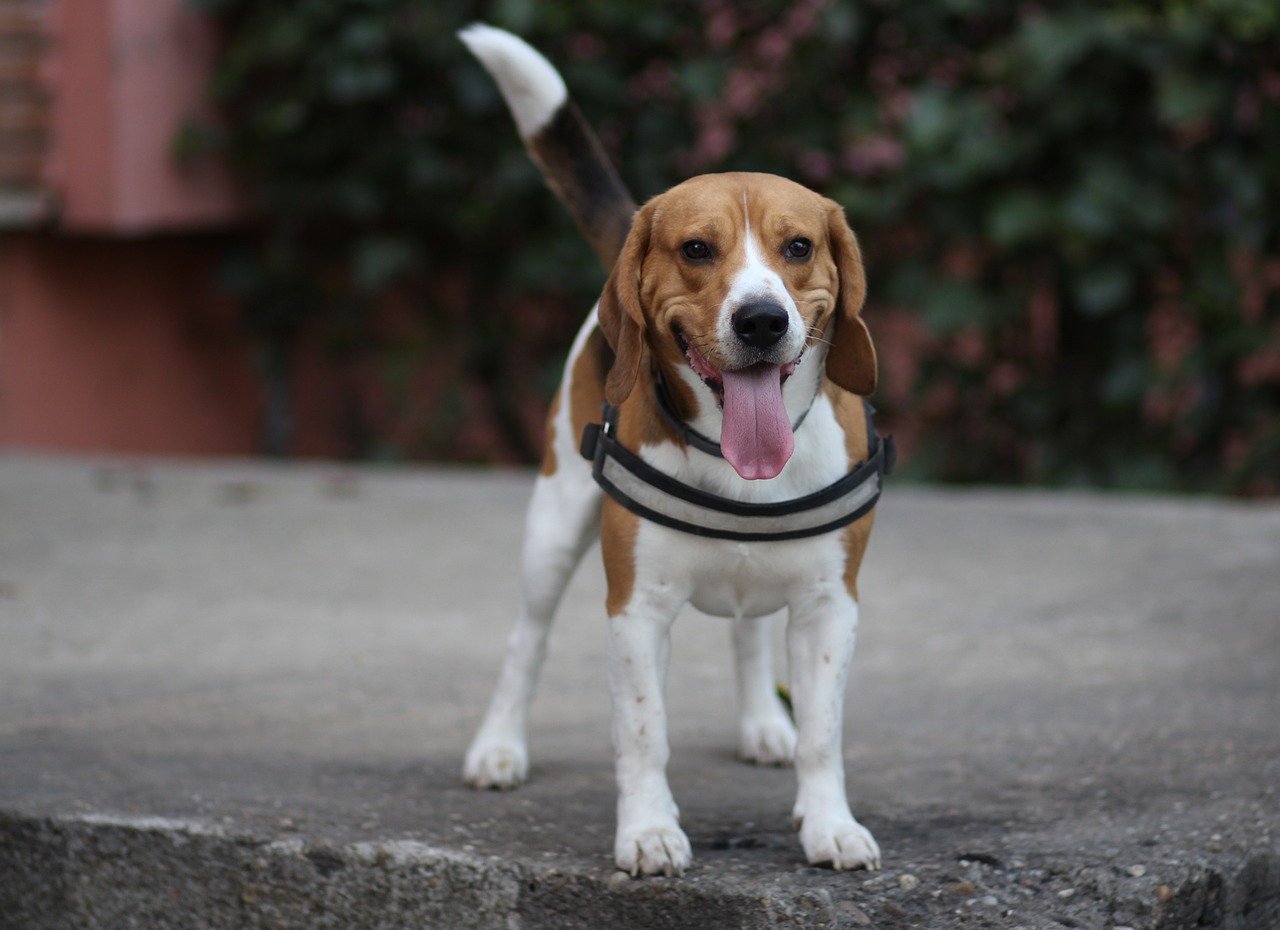 Beagle: Small Size, Big Heart (image credits: pixabay)