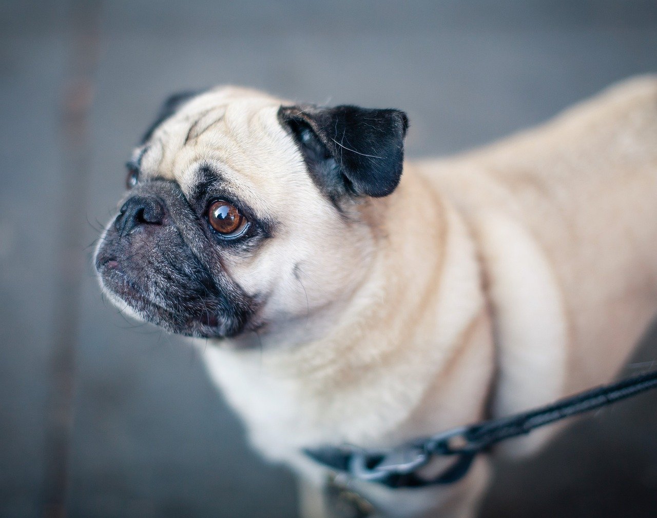 Pug: Small, Charming, and Unfazed by Chaos (image credits: pixabay)
