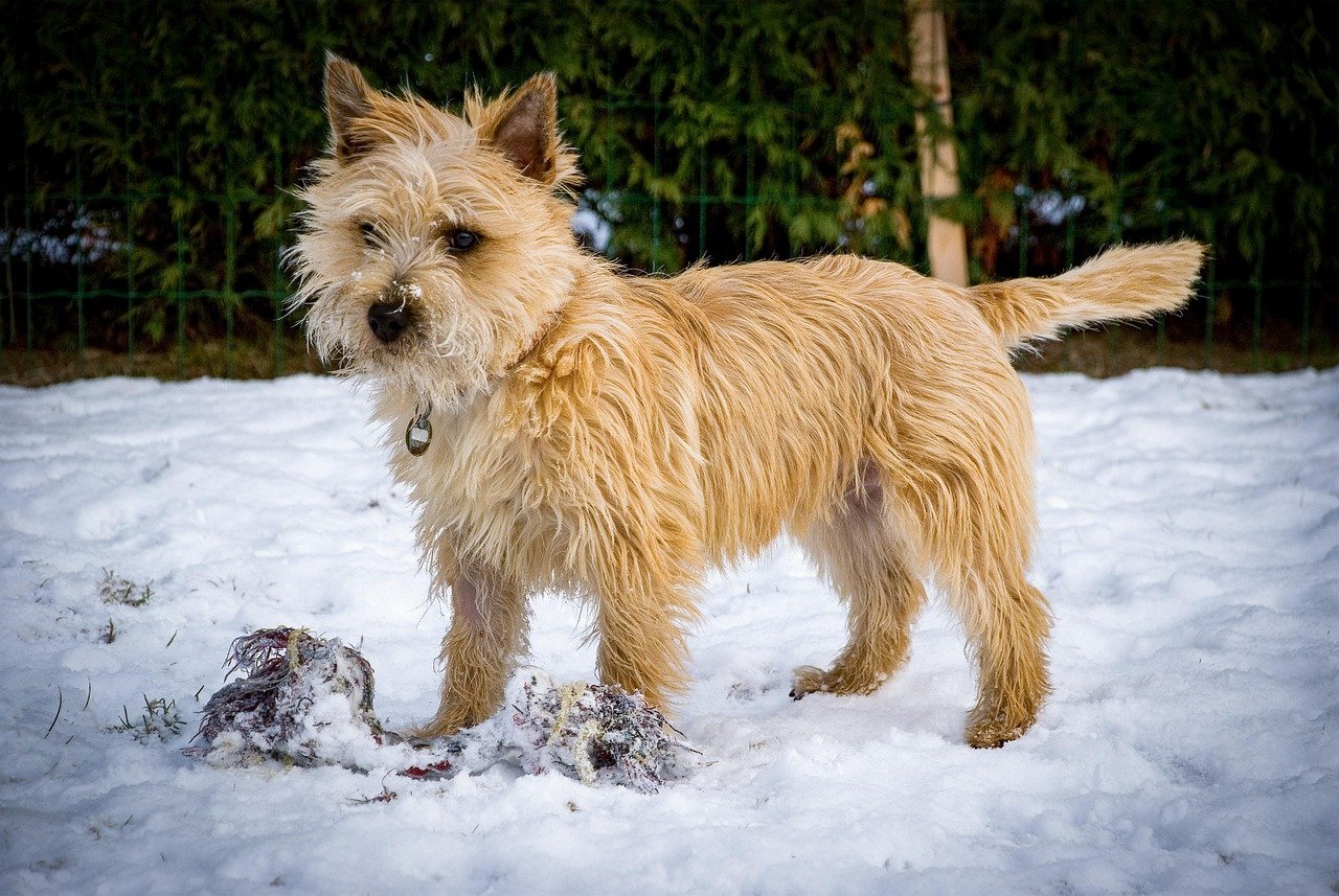 Cairn Terrier: The Confident Explorer (image credits: pixabay)