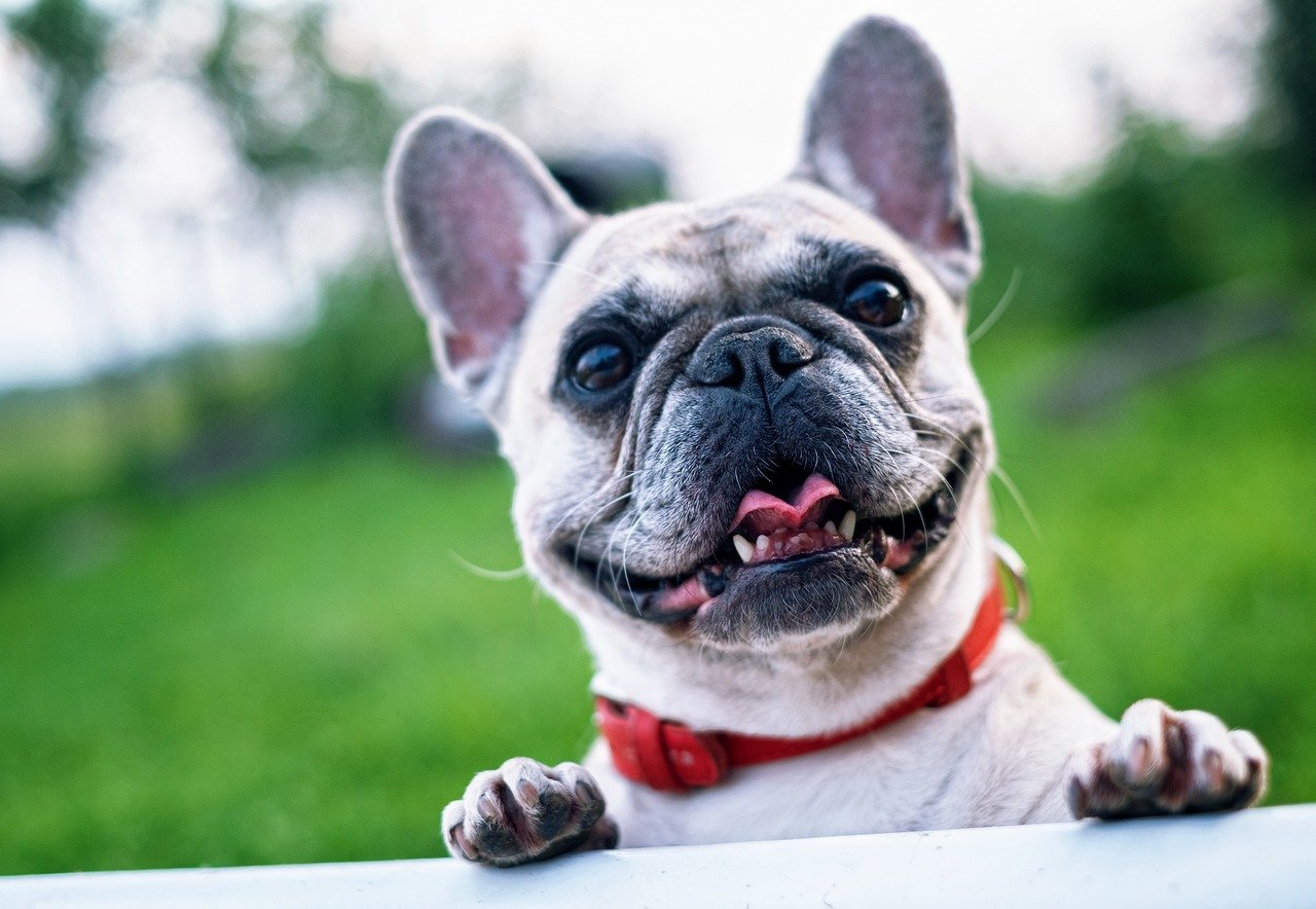French Bulldog: The Compact Clown (image credits: pixabay)