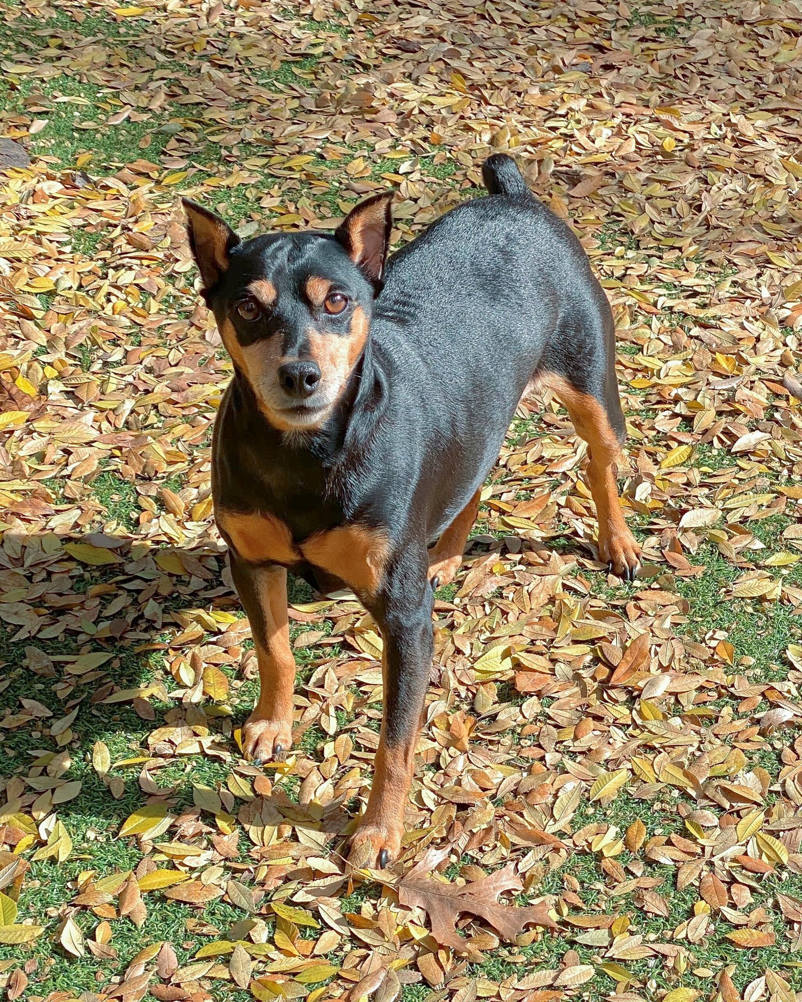 Miniature Pinscher (image credits: wikimedia)