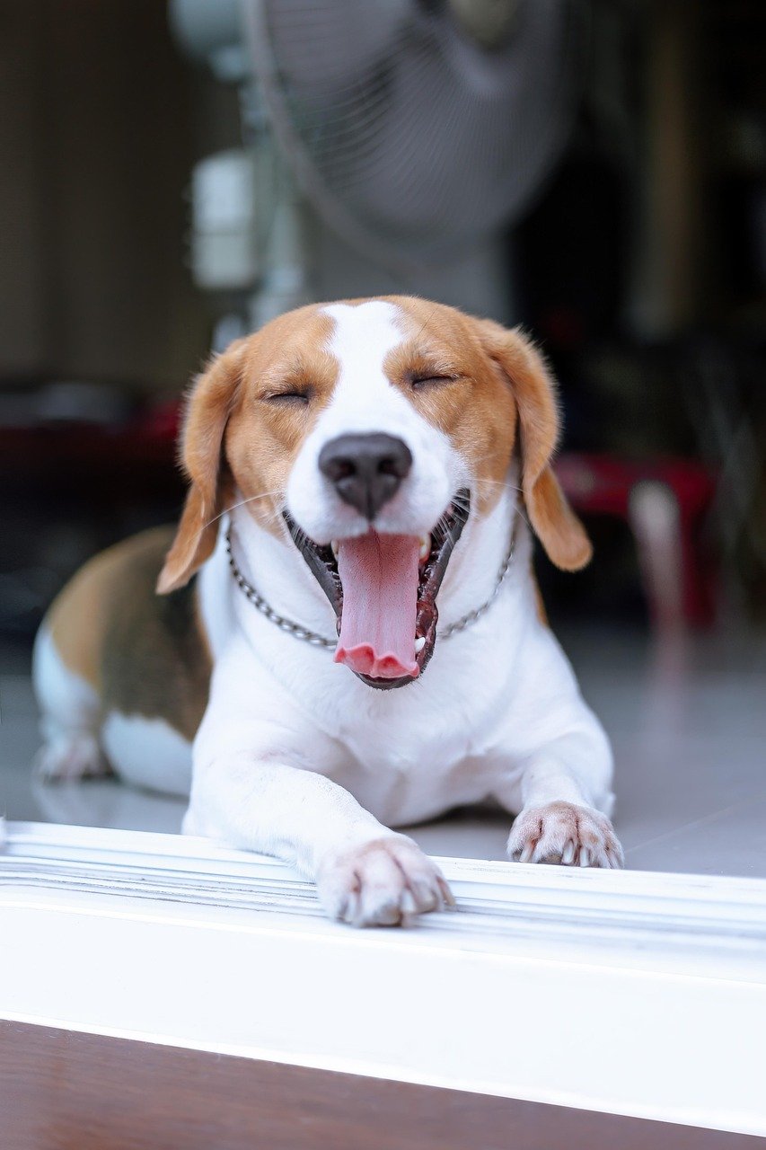 8. The Yawn That Isn’t About Sleep (image credits: pixabay)