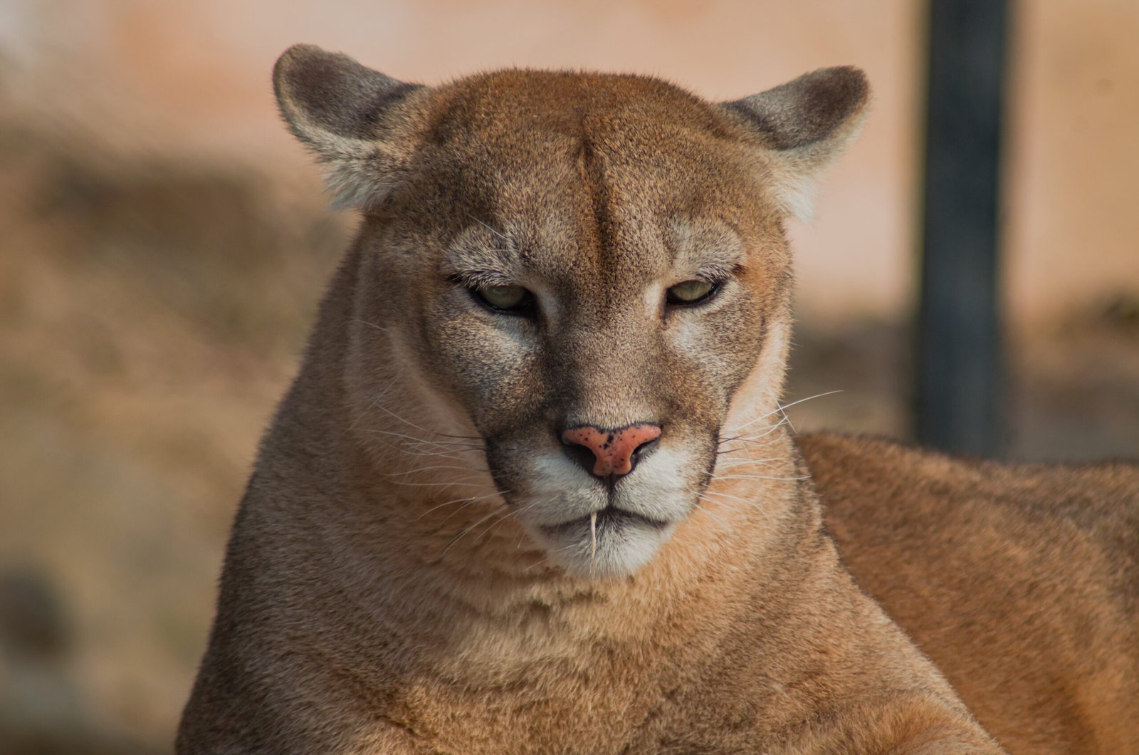 Washington: Cougars in the Evergreen State (image credits: wikimedia)