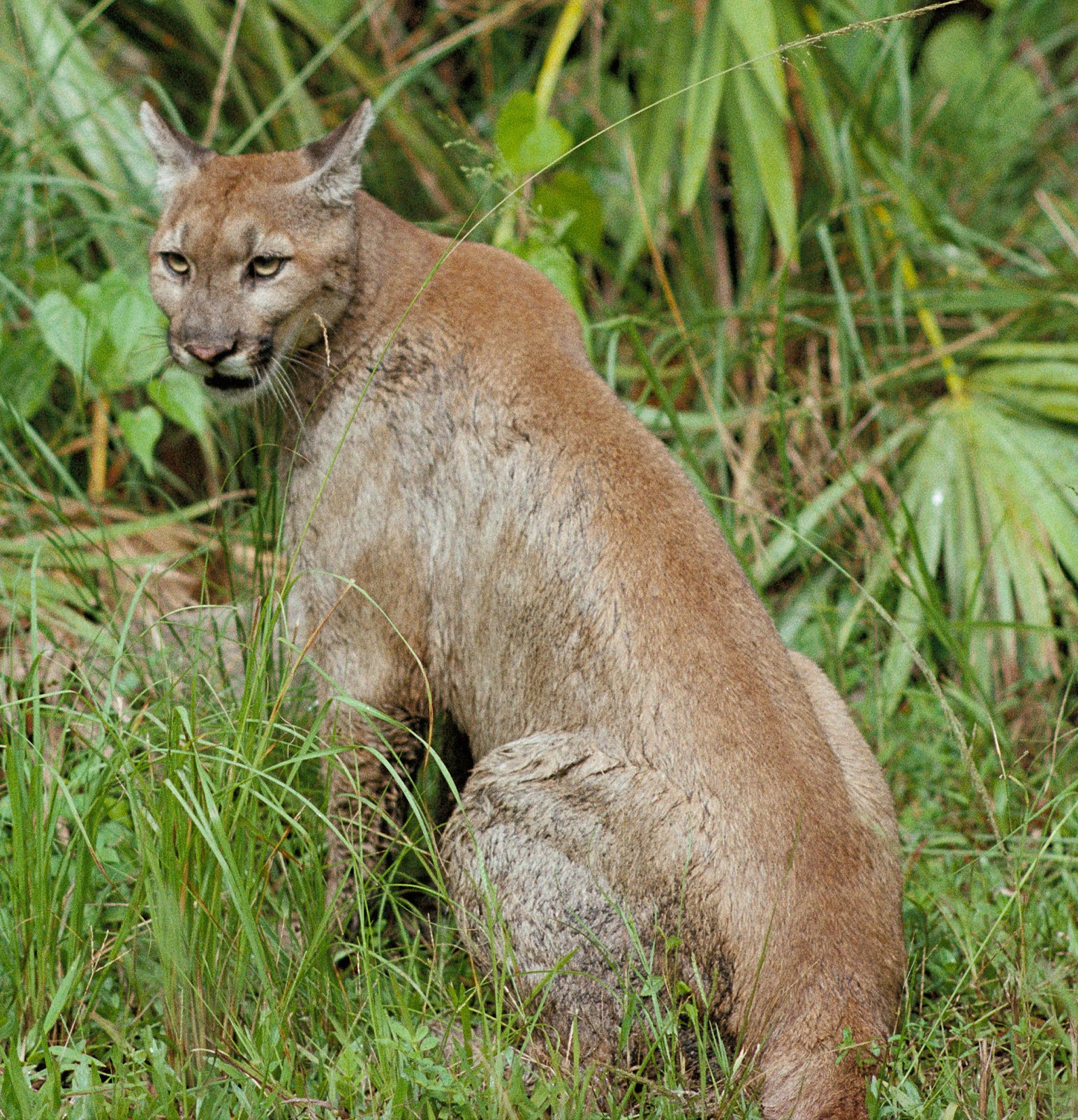 Florida: The Panther’s Eastern Comeback (image credits: wikimedia)