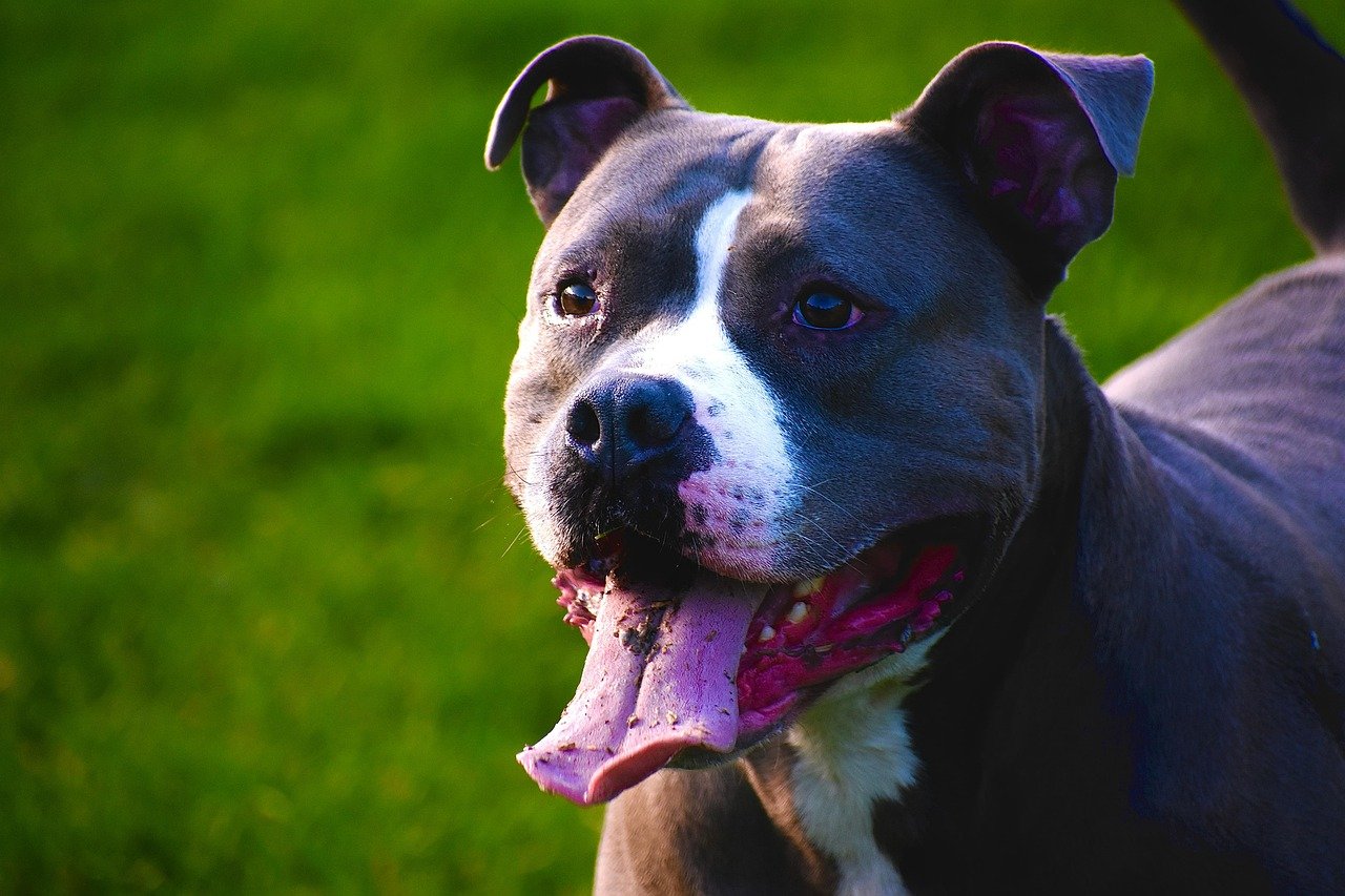 The Legendary Pittie Smile (image credits: pixabay)