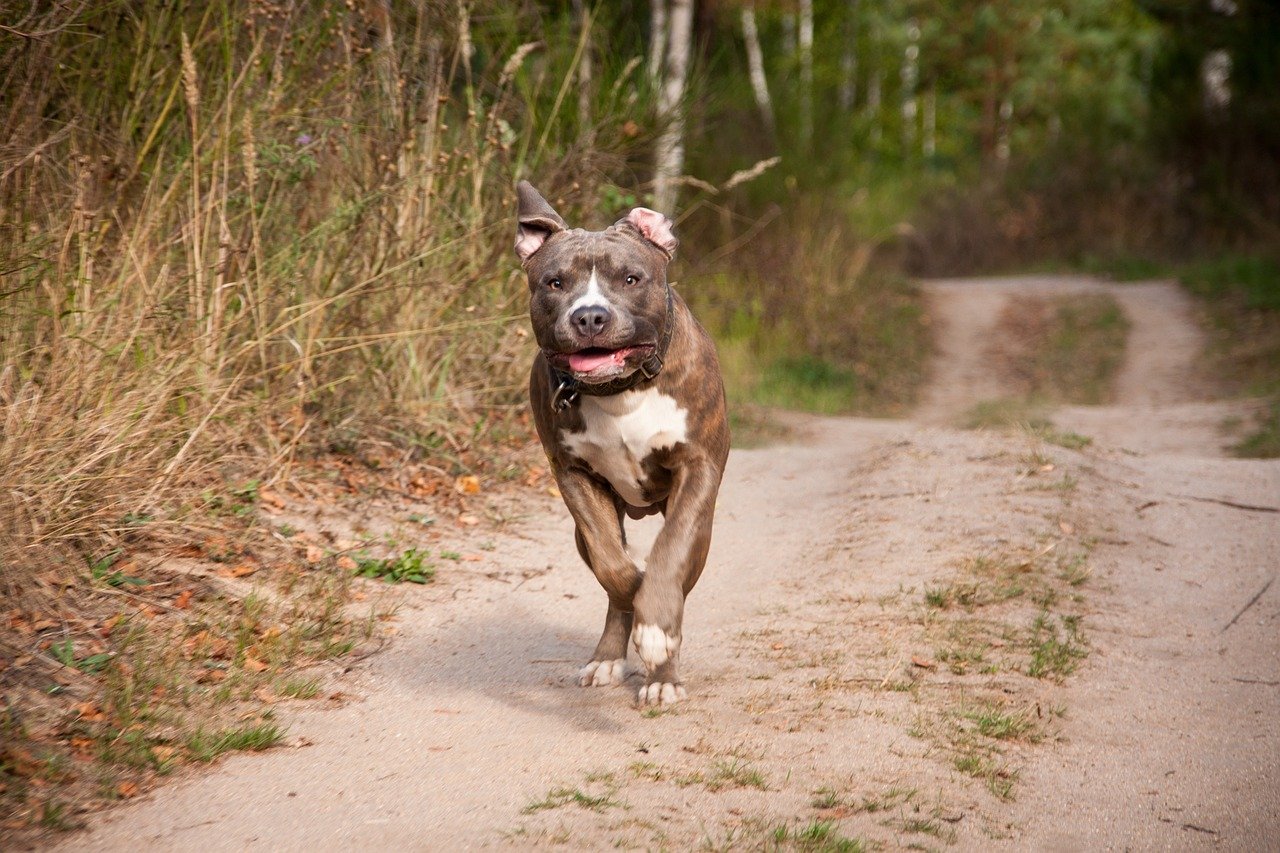 Zoomies That Could Break the Sound Barrier (image credits: pixabay)