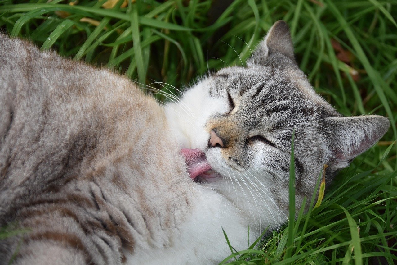 Self-Grooming for Reassurance (image credits: pixabay)